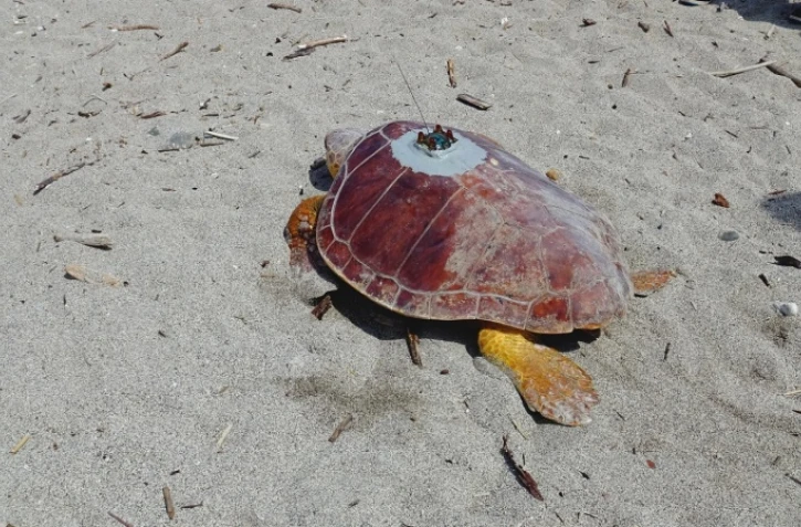 Tortue Brice Kelonia