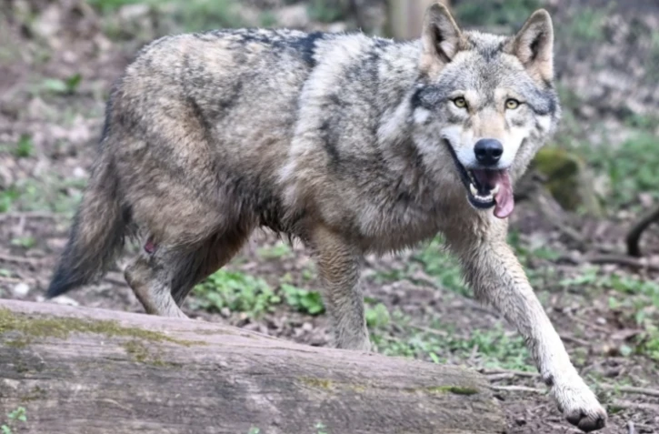 Les autorités ont publié le nouveau décompte de la population de loups en France et autorisé à abattre jusqu'à 192 de ces prédateurs en 2025 ( AFP / THOMAS KIENZLE )