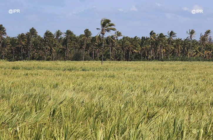 Cocotiers 