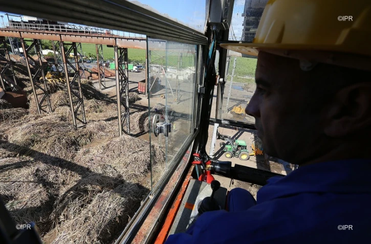 Lundi 11 Juillet 2011 Bois rouge - Début de la coupe de la canne dans l\'estPhoto Mamousse Mathieu
