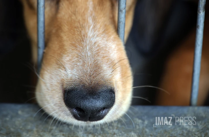 chien en fourrière