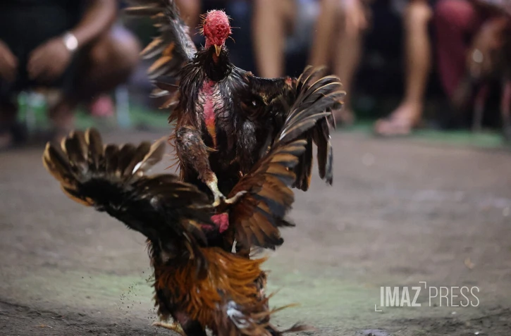 Combats coqs rivière des galets