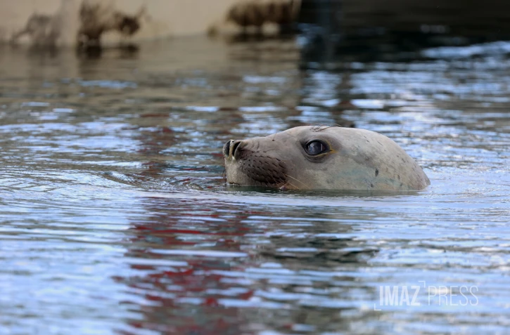 Elephant de mer à Sainte-Marie