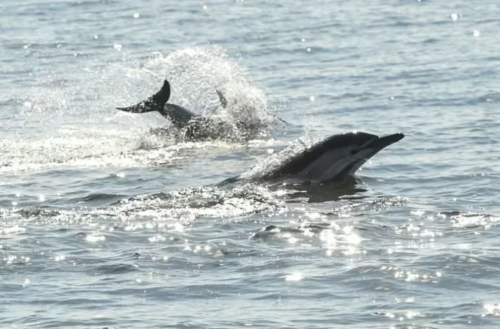 Des dauphins au large de La Turballe en Loire-Atlantique, le 28 septembre 2018 ( AFP / SEBASTIEN SALOM GOMIS )