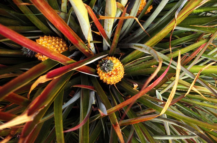 Ananas Victoria