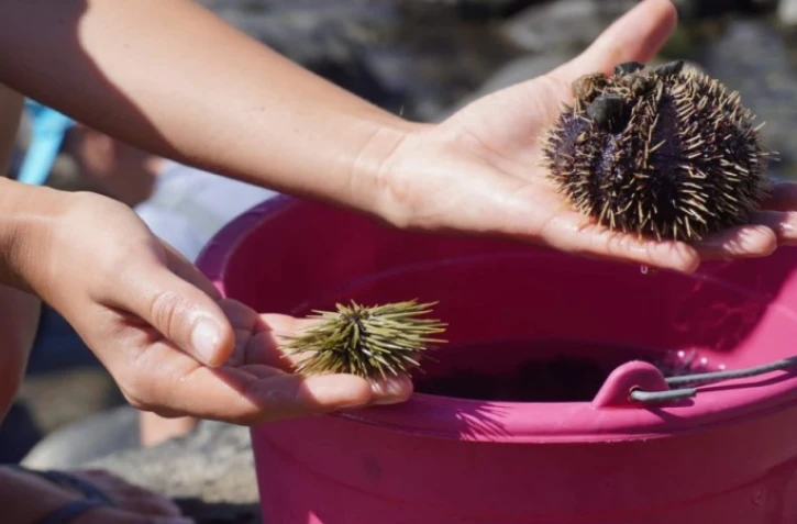 Les travaux de reconstitution de la protection de la digue ont commencé