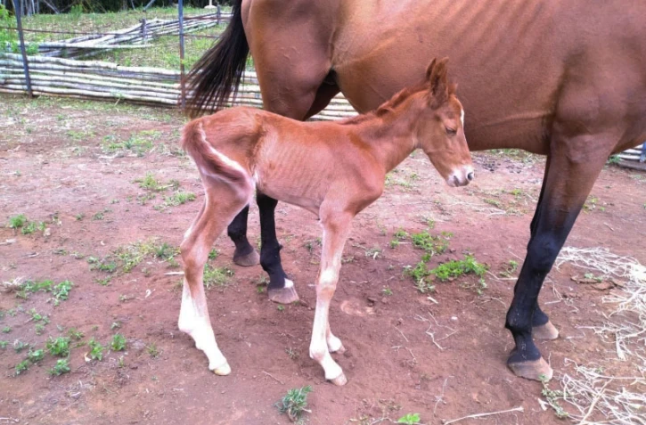 Saint-Leu : encore un poulain enlevé en pleine nuit [?]