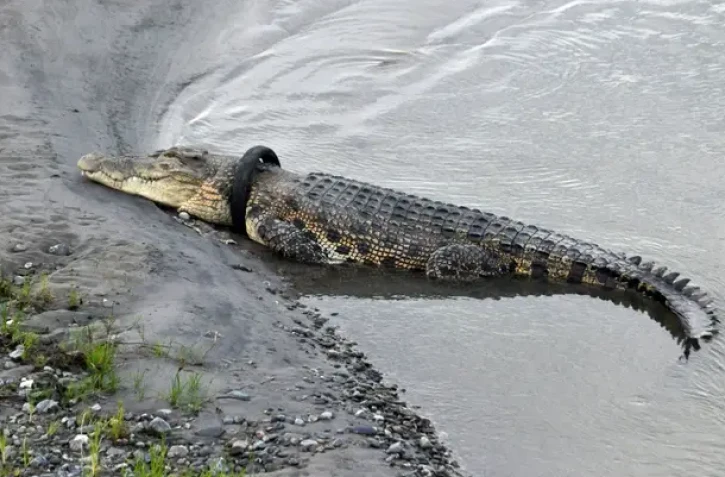 Un crocodile a été libéré du pneu dans lequel son cou était coincé depuis six ans