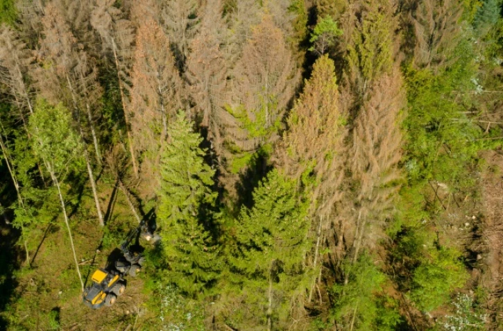 Les arbres de la forêt domaniale de Verdun (est de la France) souffrent de la scolyte du sapin, le 22 août 2019