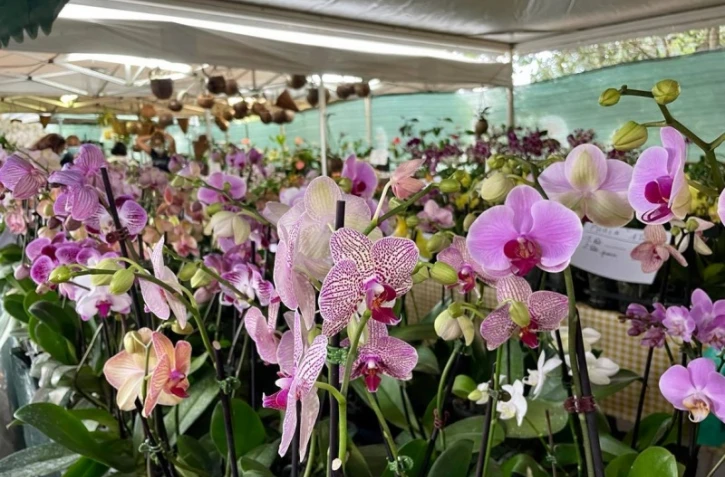 orchidée