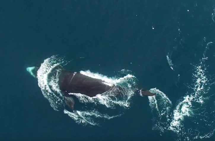 [VIDEO] Le spectacle captivant des baleines boréales