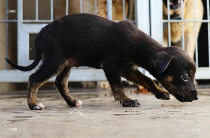 fourrière de saint-marie 