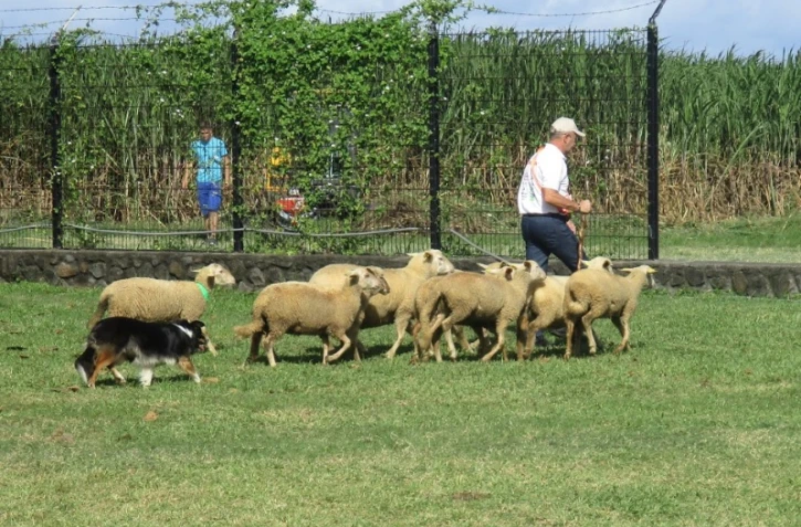 Une démonstration de chiens de conduite de troupeau foire bras panon