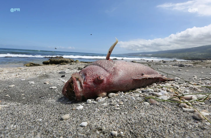 poisson mort 