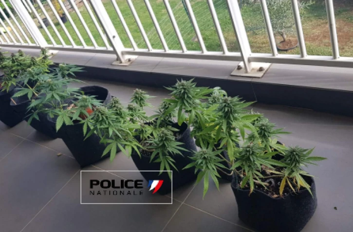 Saint-Denis : une chambre de culture et plusieurs pieds de cannabis chez un particulier 