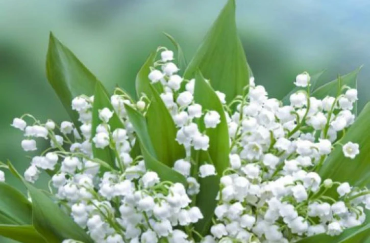 Muguet 1er mai