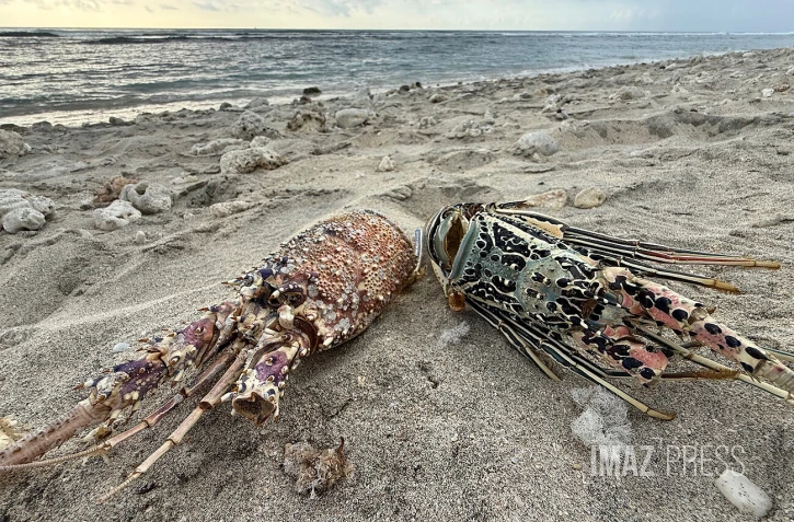 Carapaces de lagoustes palge des brissants