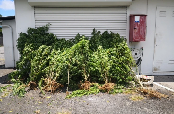 zamal saisi à Cilaos