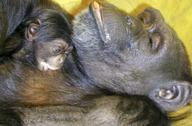 La chimpanzée prodige Ai, morte à 49 ans, apparaît sur cette photo diffusée 1er mai 2000 par l’Institut de recherche sur les primates de l’université de Kyoto (Japon), en train d'allaiter son premier bébé, Ayumu, à Inuyama ( JIJI PRESS / - )