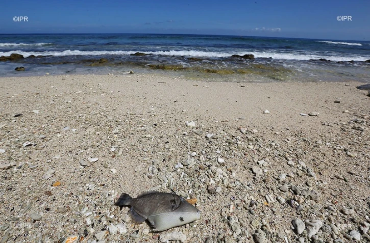 pollution poissons morts