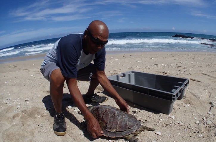 Une jeune tortue retrouvée échouée à cause d'un fil de pêche
