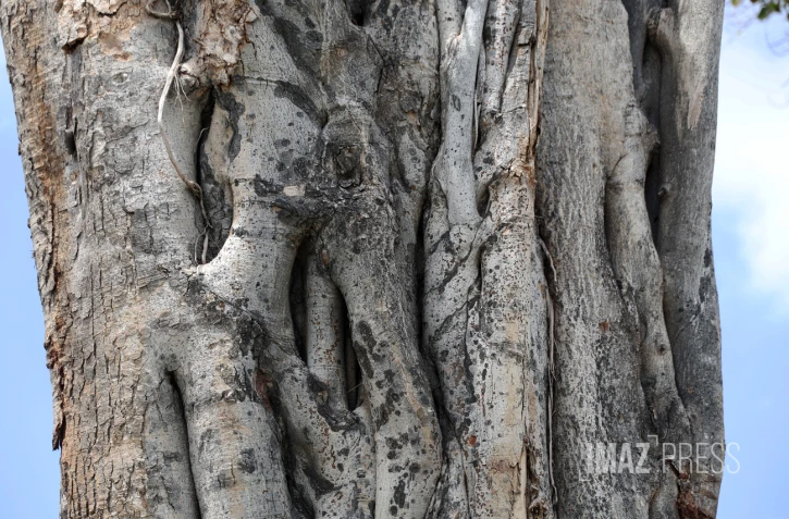 banian apres garance 