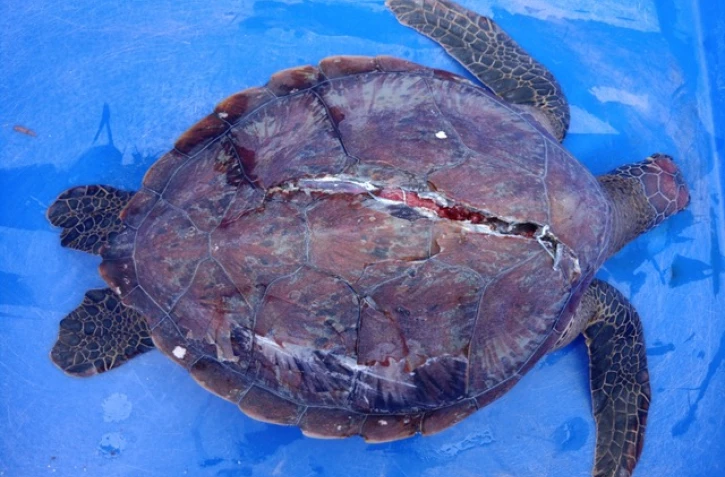 Percutée par un navire à Saint-Gilles, une jeune tortue verte n'a pas survécu