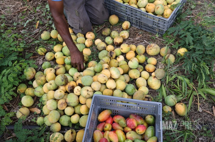 Mangue serveaux 