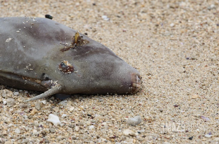 Poissons morts dans le lagon