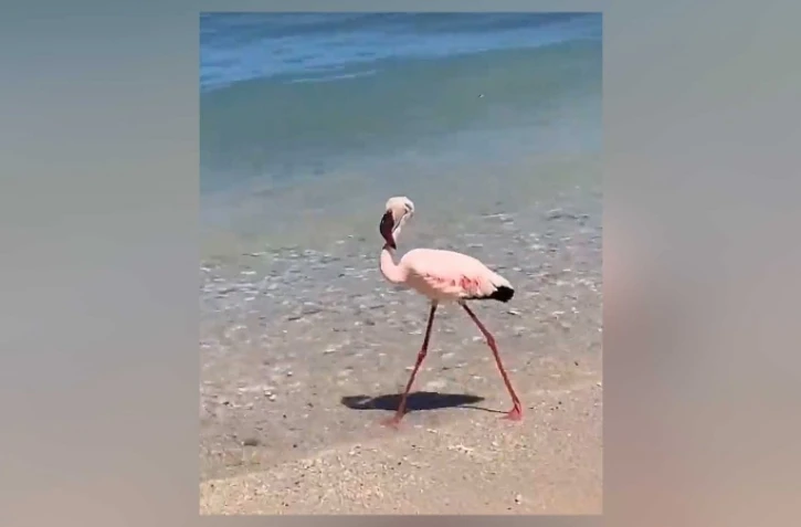 flamant rose à l'hermitage