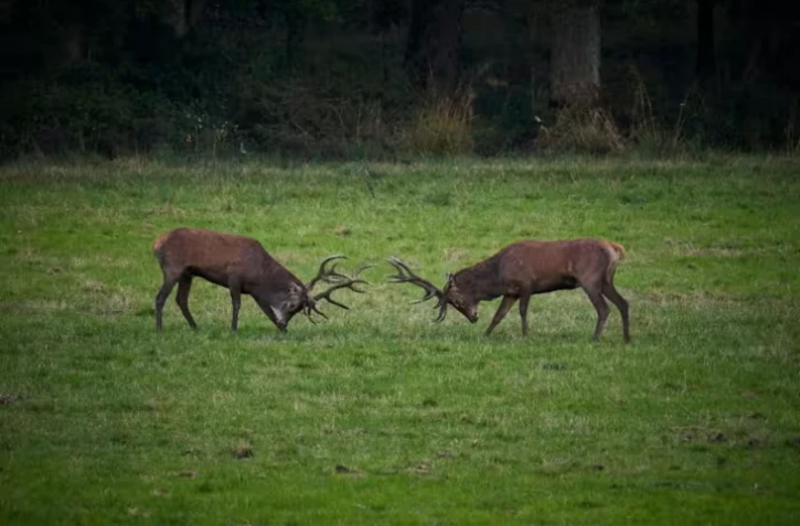 Deux cerfs à Chambord, dans le Loir-et-Cher, le 23 septembre 2024 ( AFP / GUILLAUME SOUVANT )