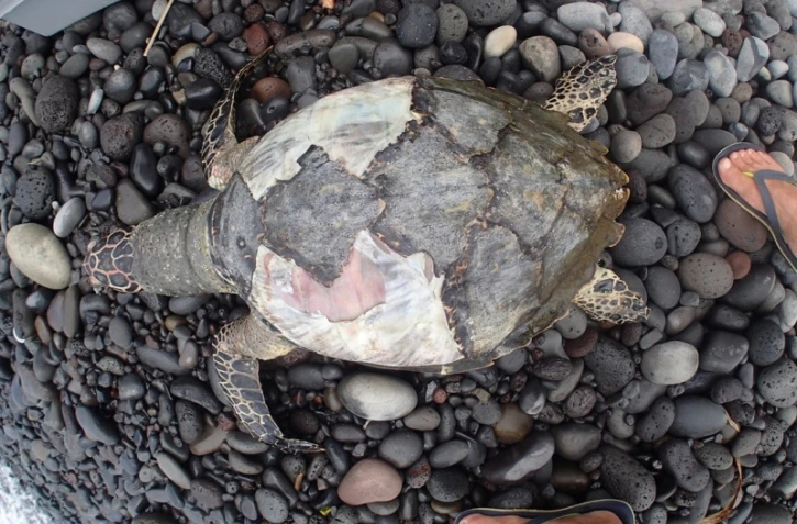 Une jeune tortue imbriquée retrouvée échouée au Barachois