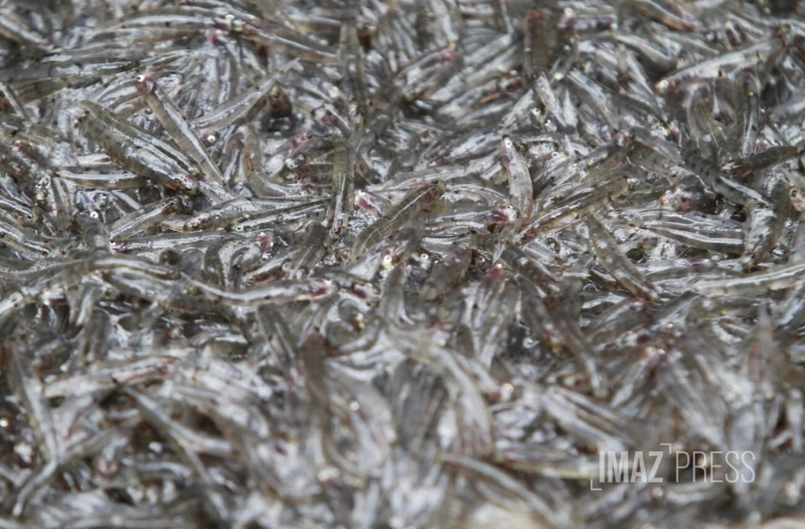 peche bichique