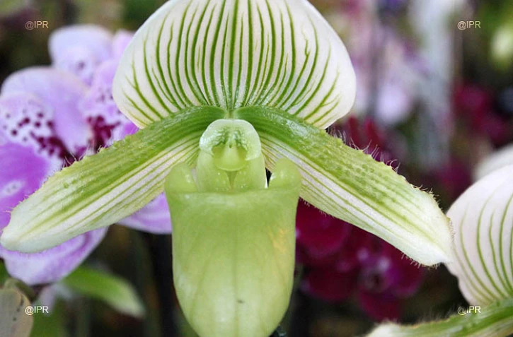 Salon Flore et Halle