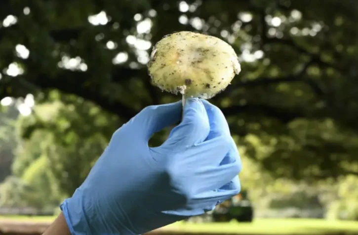 Un scientifique montre une amanite phalloïde dans les jardins botaniques de Melbourne en Australie ( AFP / William WEST )