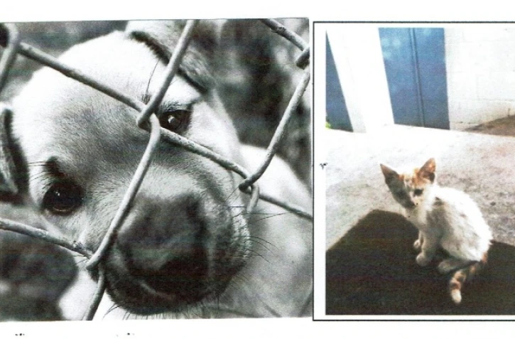 L'Arche de Noé : nouvelle cagnotte face à la hausse des signalements