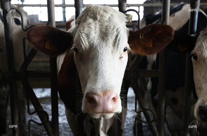 vaches en étable 