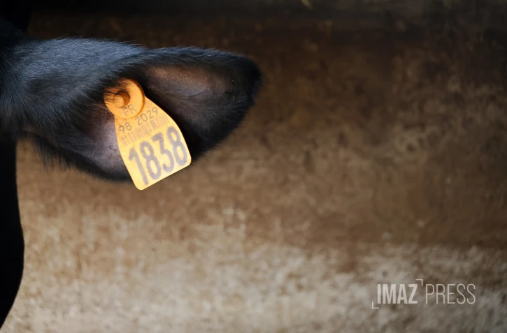 vaches laitieres elevage 