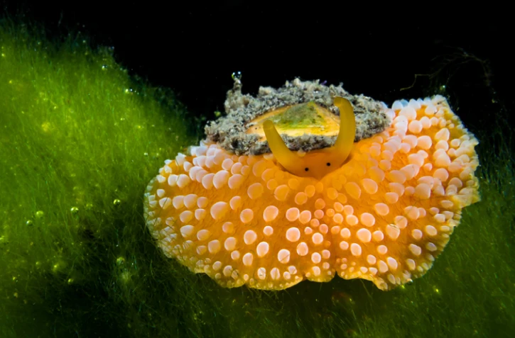 festival de l'image sous marine