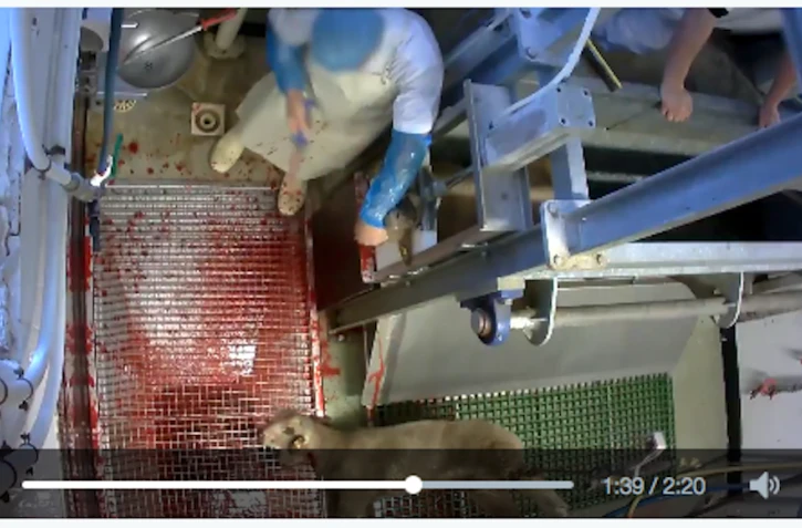 Abattoirs 