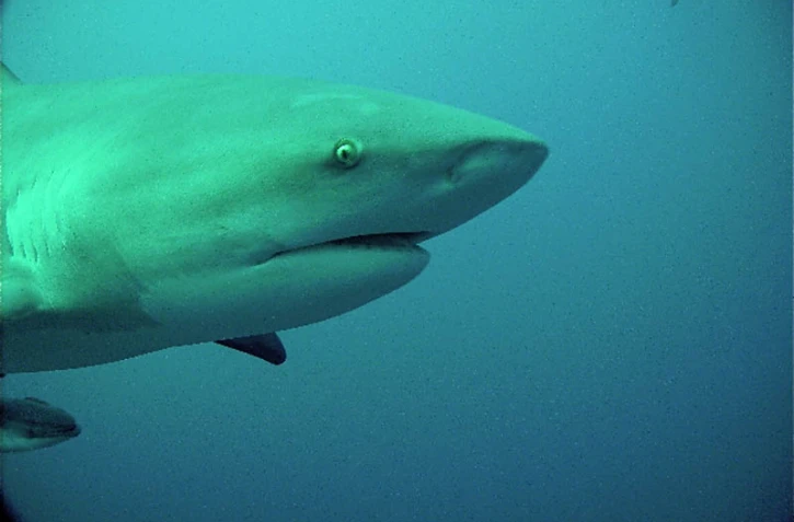 Requins IRD