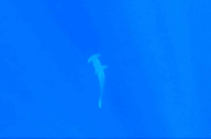 Un requin marteau aperçu au large de la côte ouest par un club de plongée 