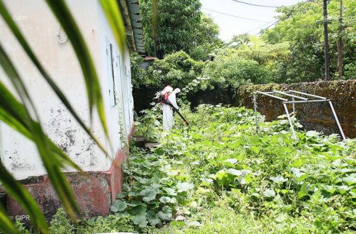 dengue 