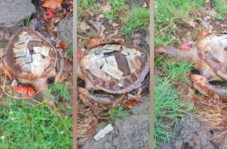 Saint-Denis: une tortue verte empaillée retrouvée dans le quartier du Chaudron