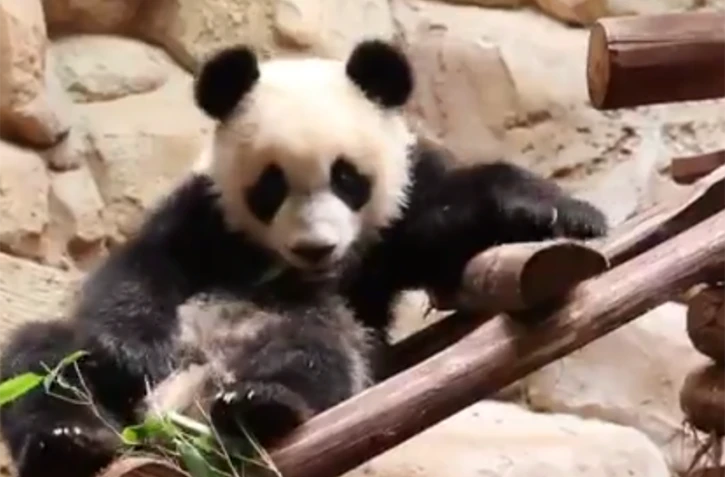 Yan Meng le panda fête son premier anniversaire