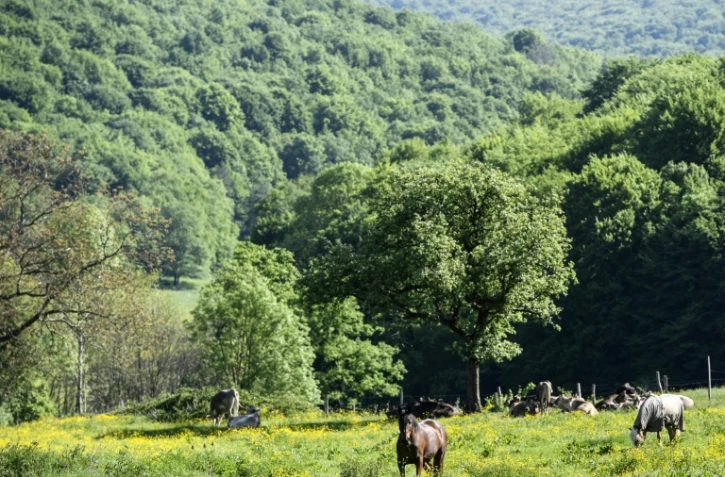 Des chevaux et des vaches dans un pré du parc national des forêts de Champagne et Bourgogne qui ouvrira en 2019, le 23 mai 2017 près de Châtillon-sur-Seine, en Côte d'Or