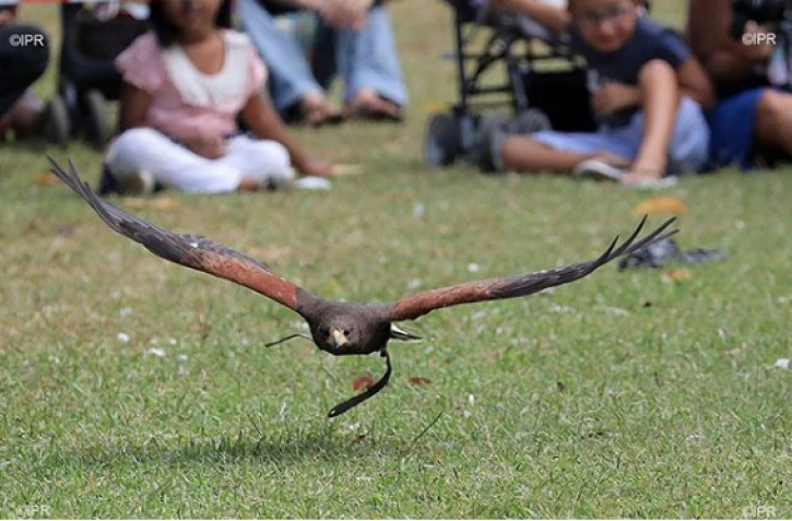 Etang-Salé : l'installation de Bioparc dans la forêt fait polémique