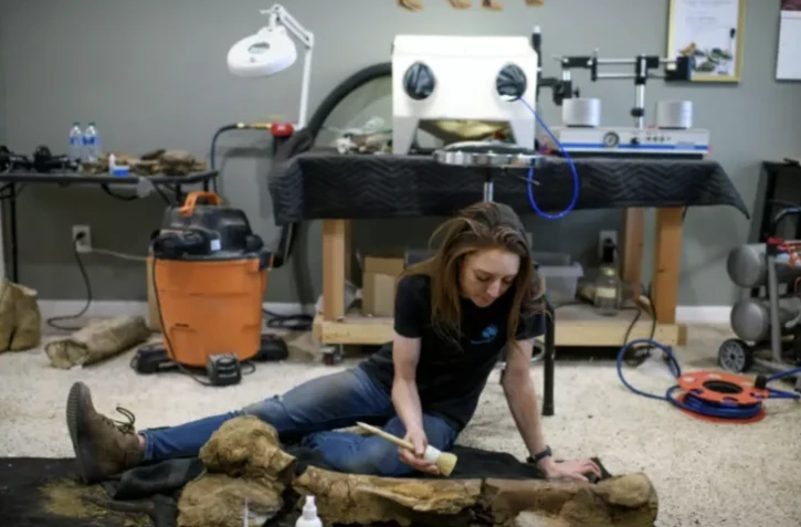 La restauratrice américaine Lauren McClain nettoie un fémur de hadrosauridé dans son atelier, le 30 avril 2024 près de Houston, au Texas ( AFP / Mark Felix )