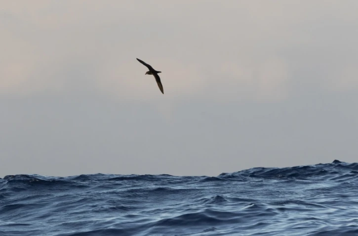 Exceptionnel : un Pétrel noir de Bourbon surpris en pleine mer