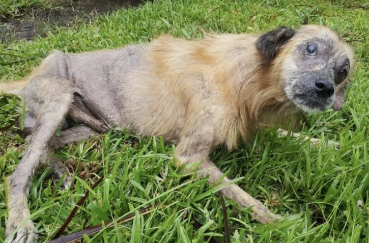 Moise arche de noé cagnotte